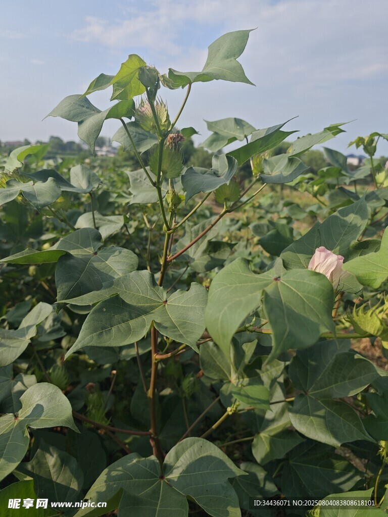 棉花