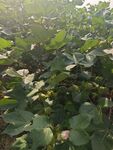 繁茂的绿色植物