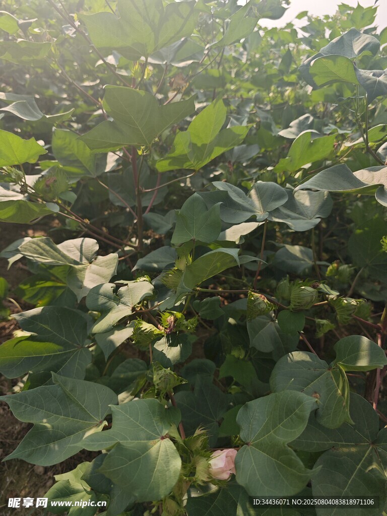 繁茂的绿色植物