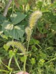 田野中的狗尾草植物