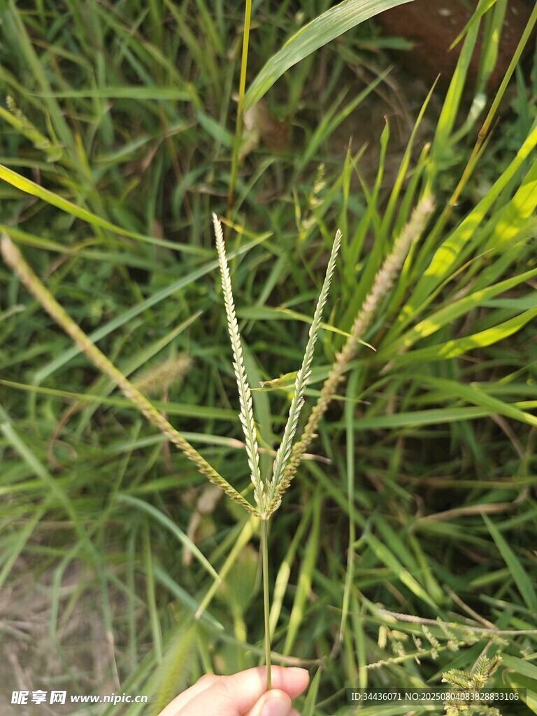 手持的翠绿植物特写