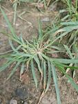 野外生长的绿色草本植物