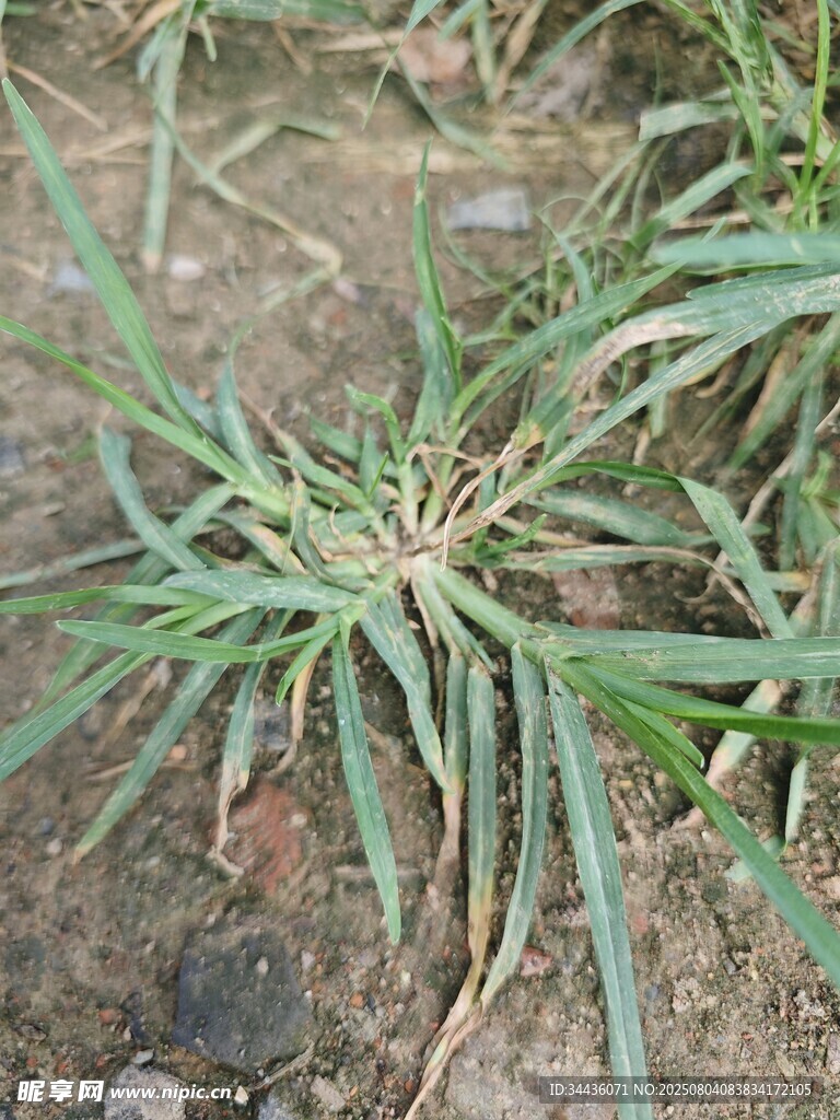 野外生长的绿色草本植物