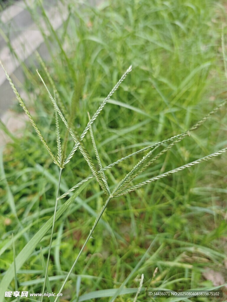 嫩绿青草特写