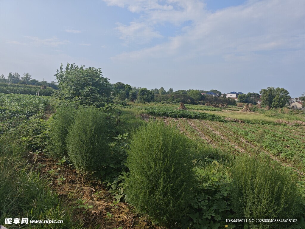 田野中的绿植景观