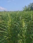 田野中的绿色植物