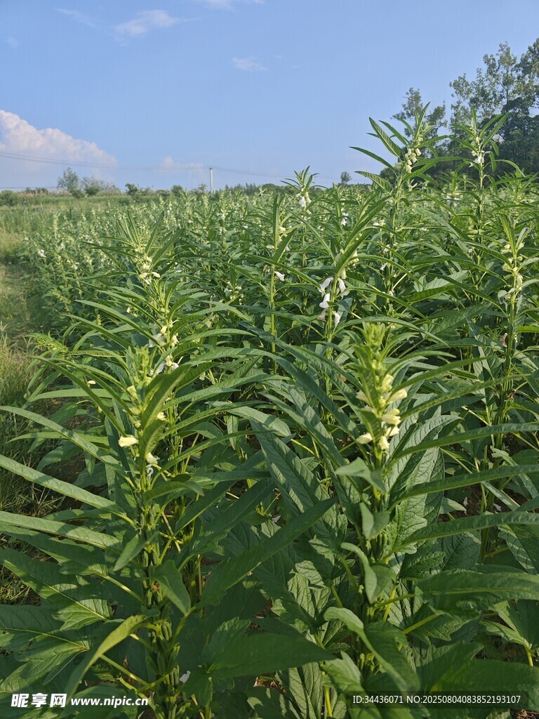 田野中的绿色植物