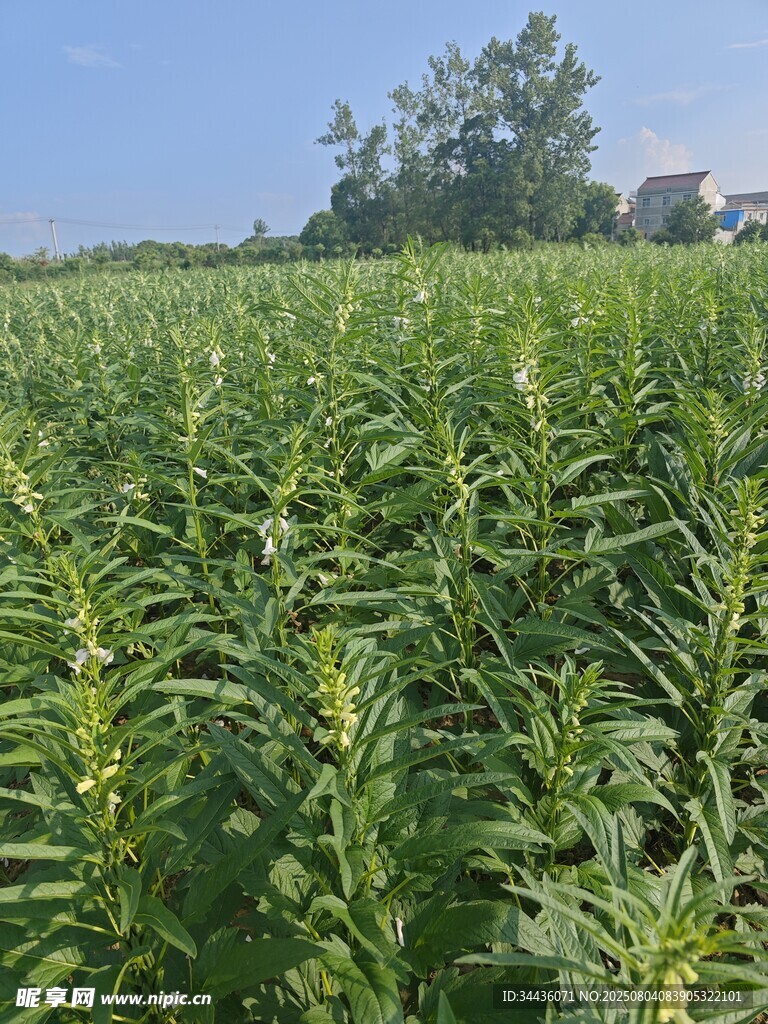 广袤绿色植物田野景观
