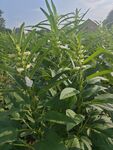 田间茂盛的绿色植物