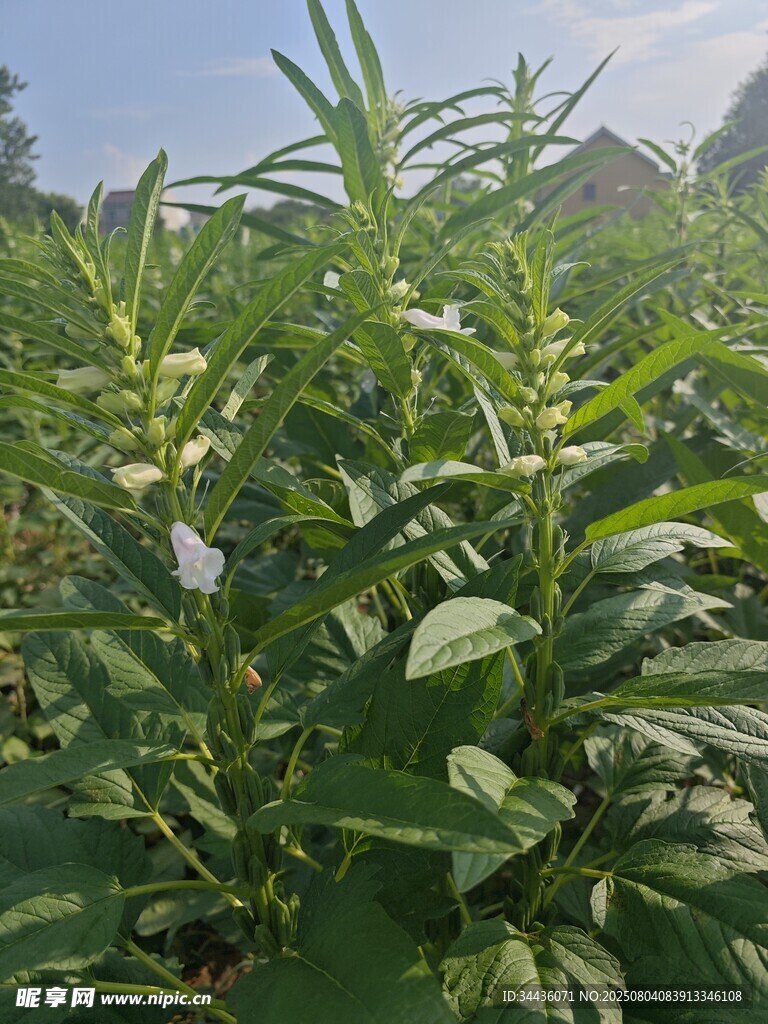 田间茂盛的绿色植物