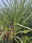 茂盛的甘蔗植株