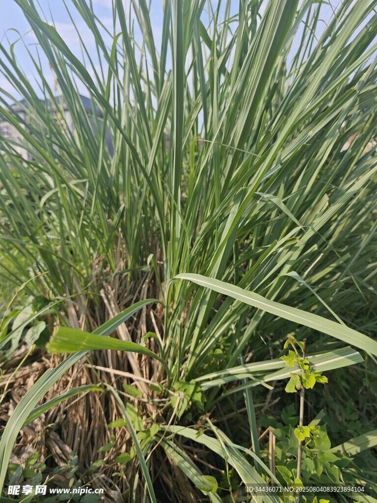 茂盛的甘蔗植株