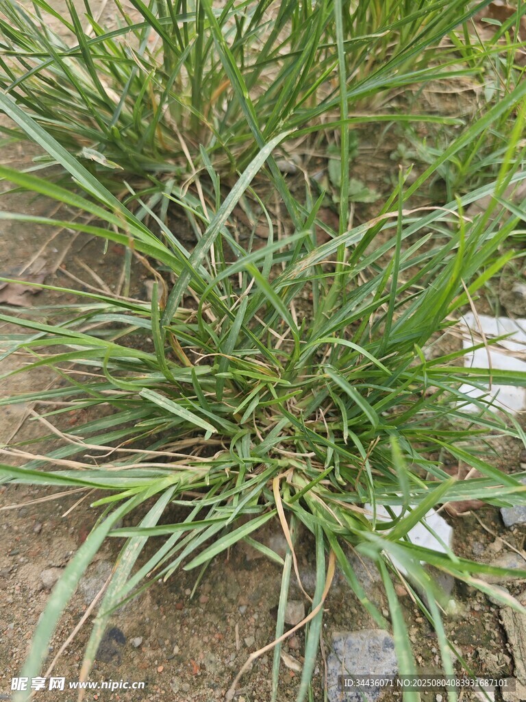 野外生长的绿色草本植物