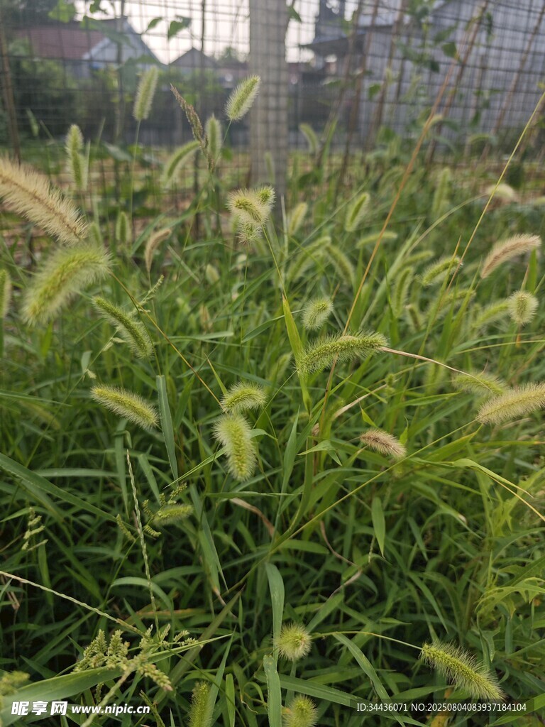 狗尾草