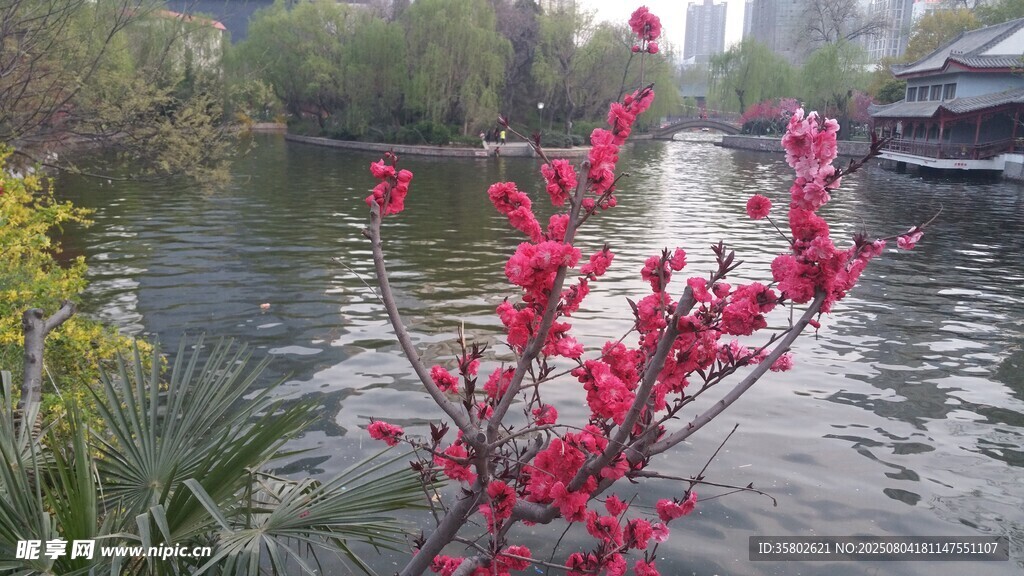 河畔绽放的艳丽花枝