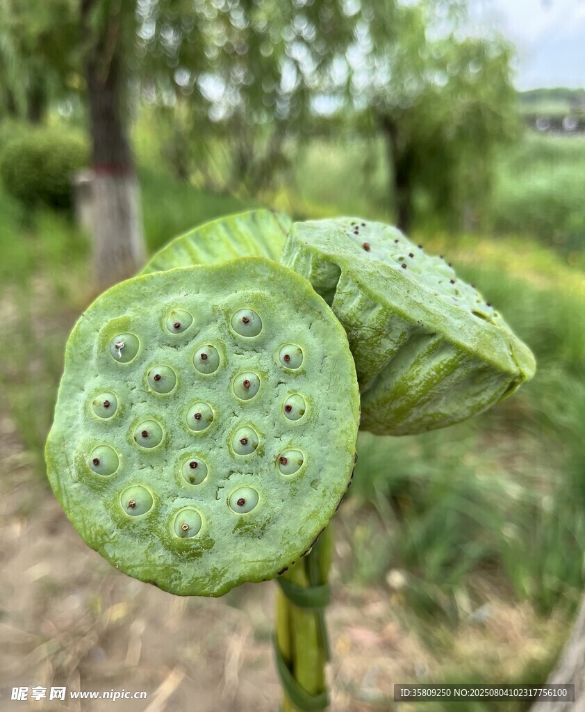 莲蓬特写