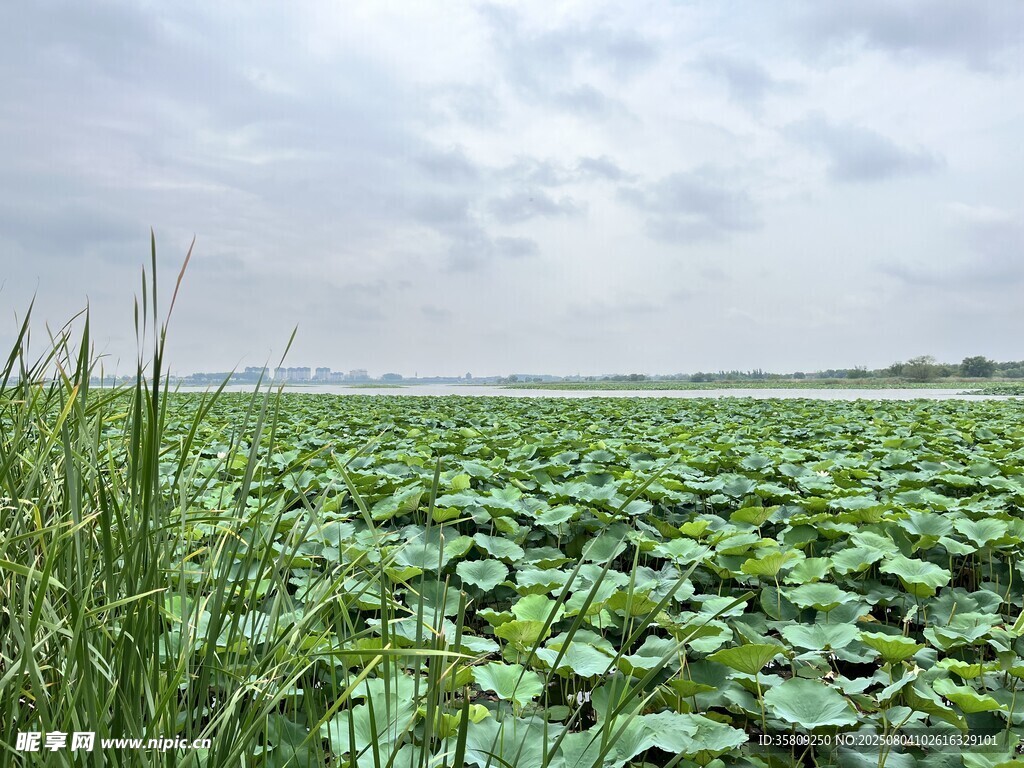 夏日荷塘绿意盎然