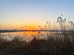 夕阳下的湖畔芦苇美景