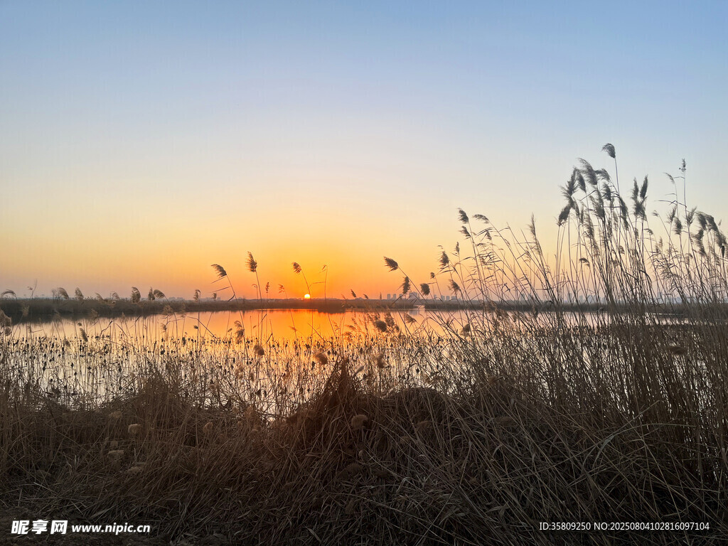 夕阳下的湖畔芦苇美景