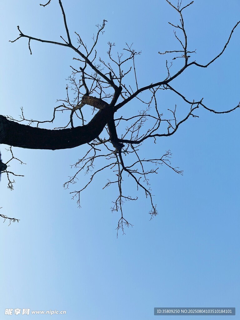 蓝天枯枝图