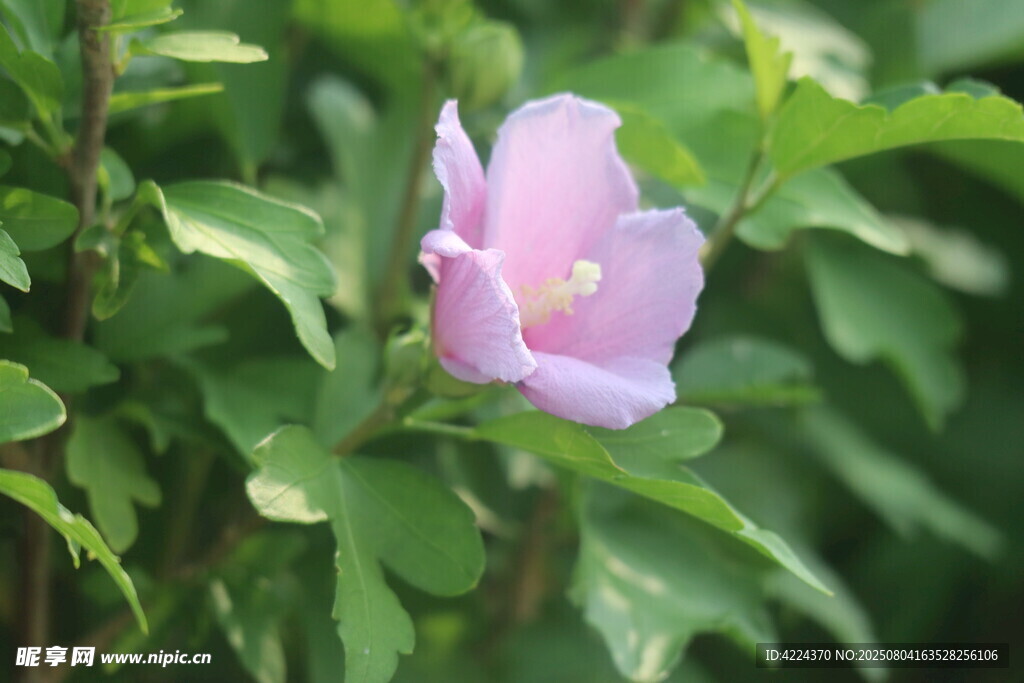 木槿