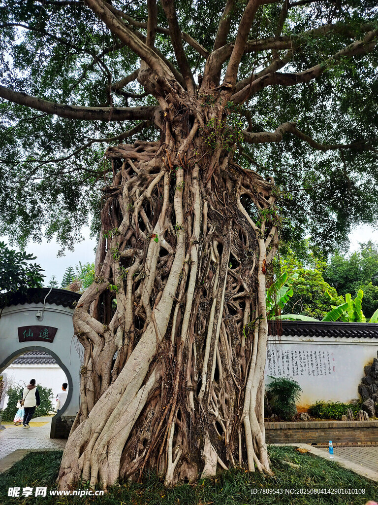 古老盘根错节的参天榕树