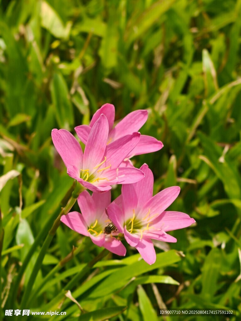 粉色花朵绽放于绿草间