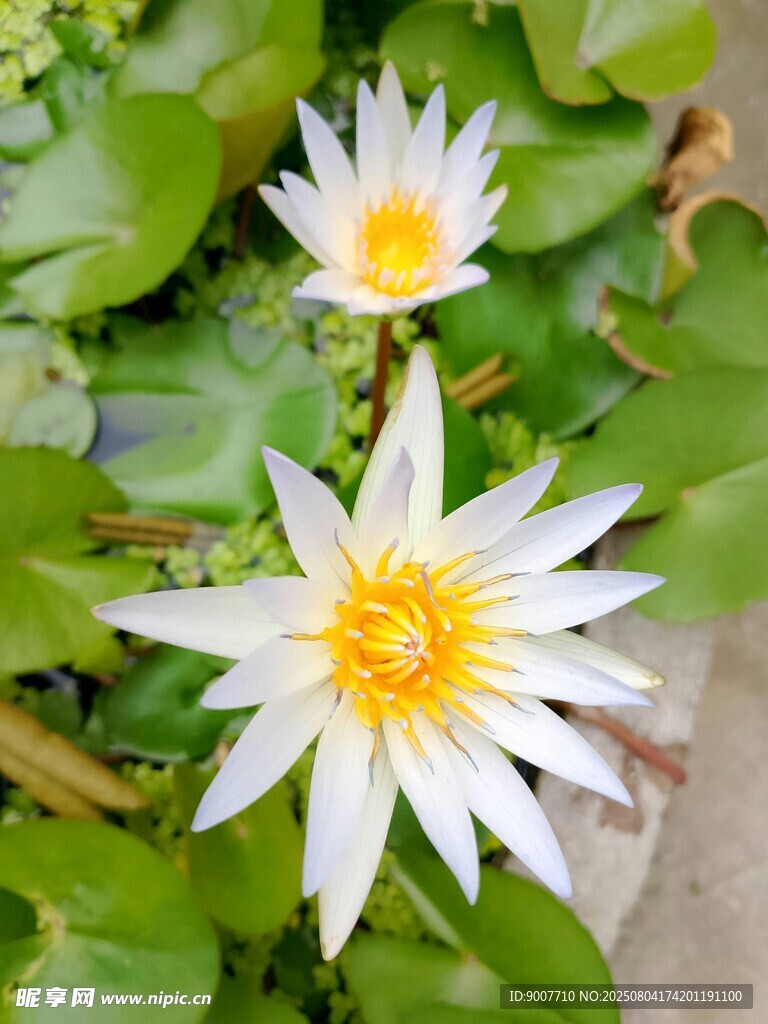 两朵绽放的白色睡莲
