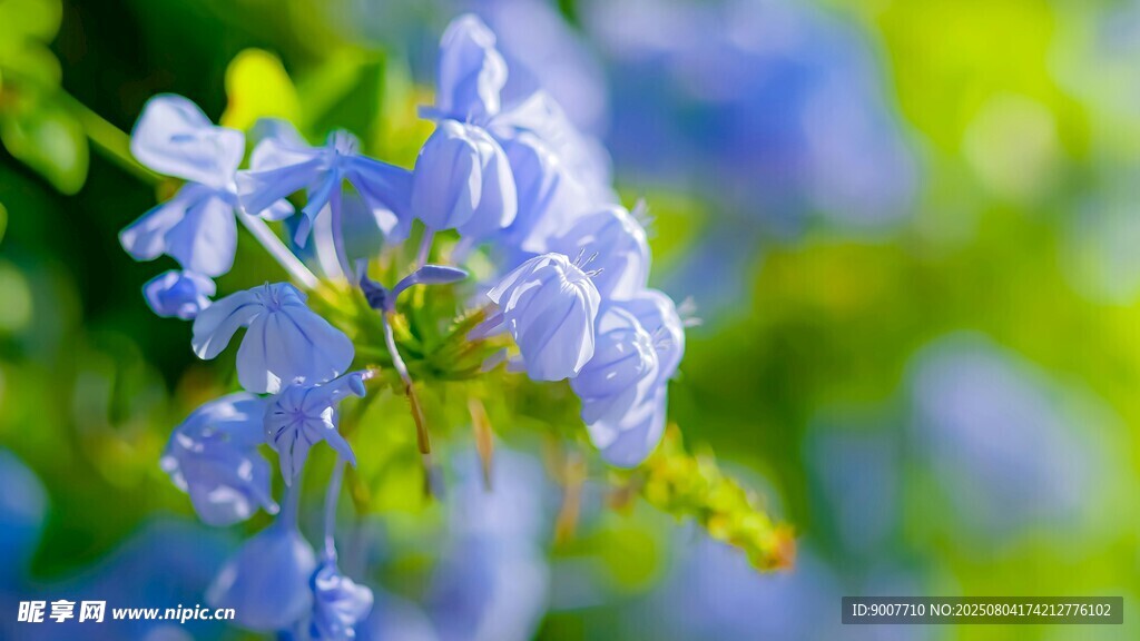 蓝花绽放于绿意间