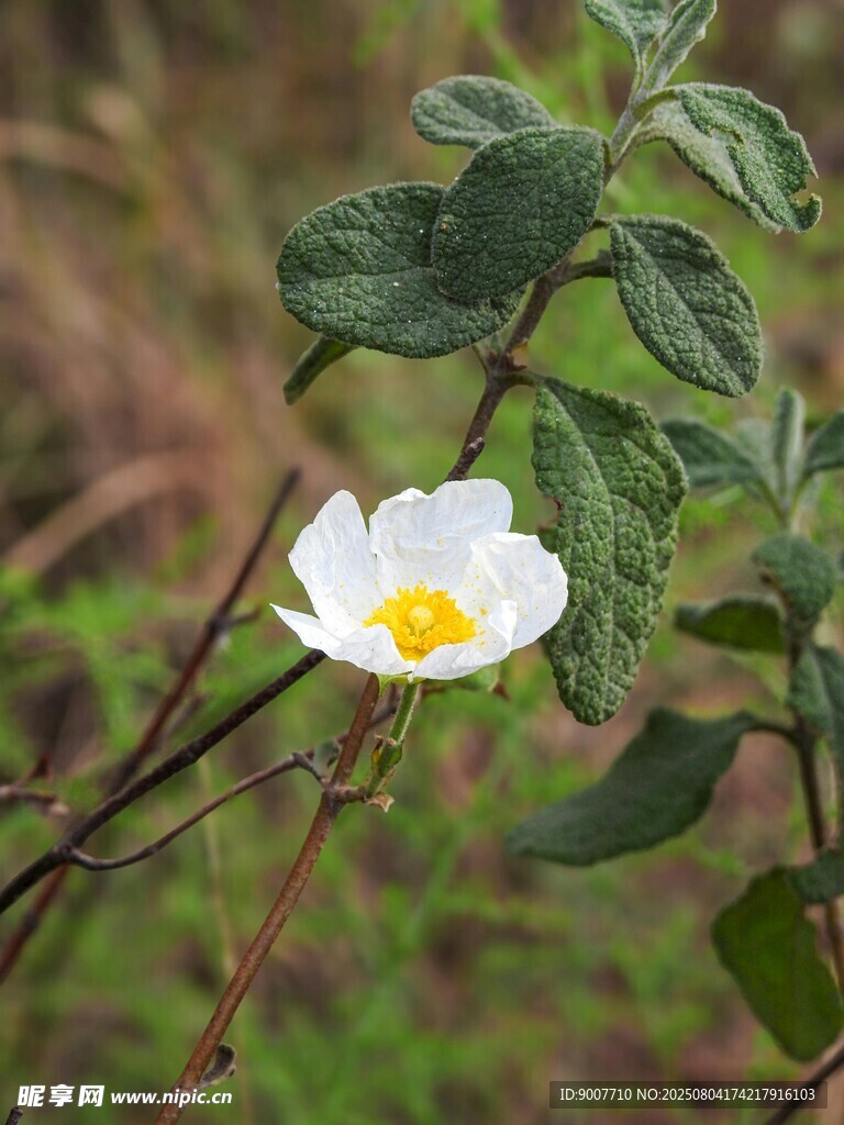 白色野蔷薇花特写