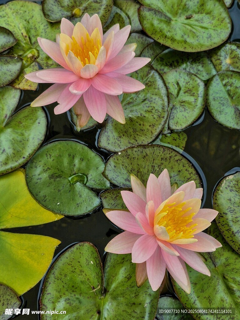 两朵粉色睡莲浮于莲叶间