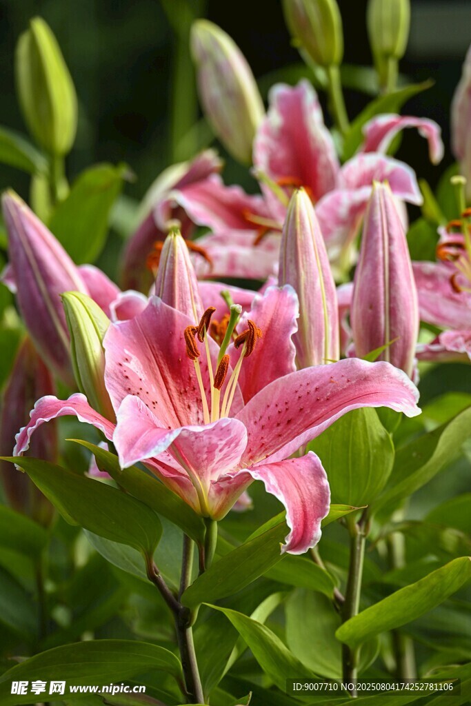 娇艳盛开的粉色百合花
