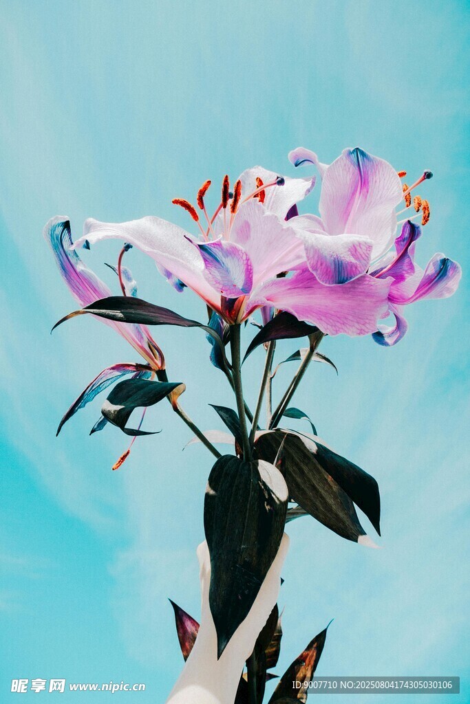 梦幻手绘花卉插画作品