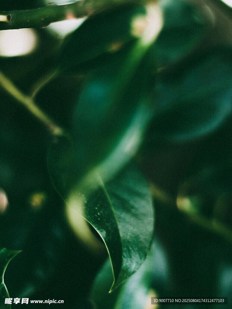 翠绿叶片特写