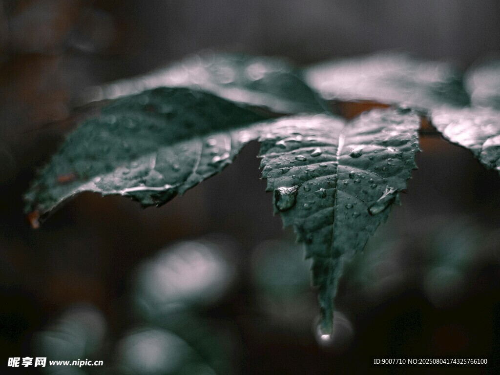 带水珠的翠绿叶片