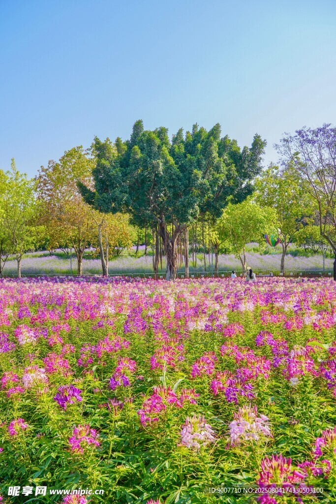 绚烂花海 绽放自然之美