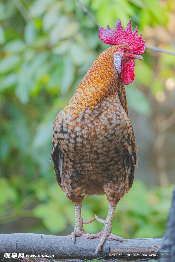 花公鸡立于枝头