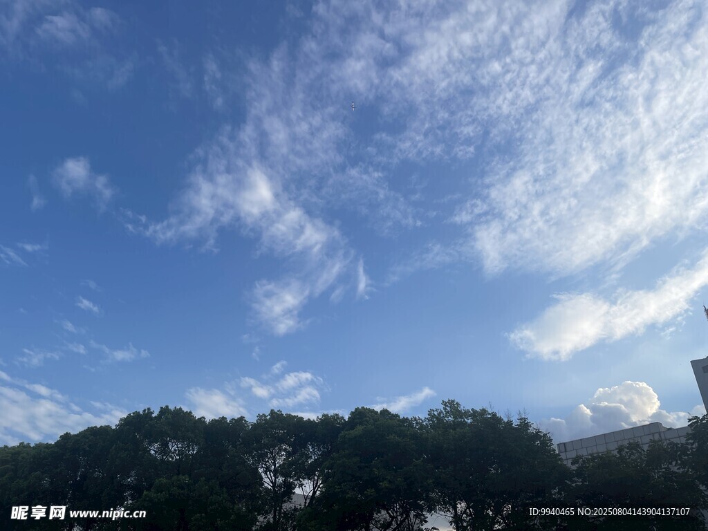 蓝天白云下的树梢美景