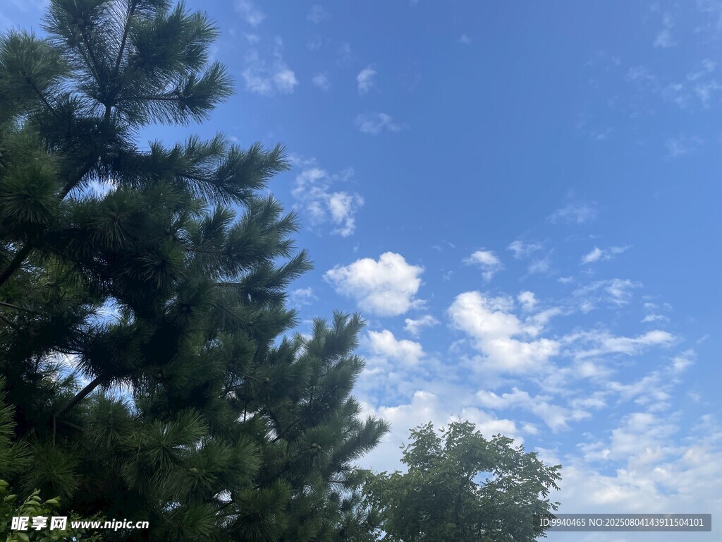 蓝天绿树间的白云美景