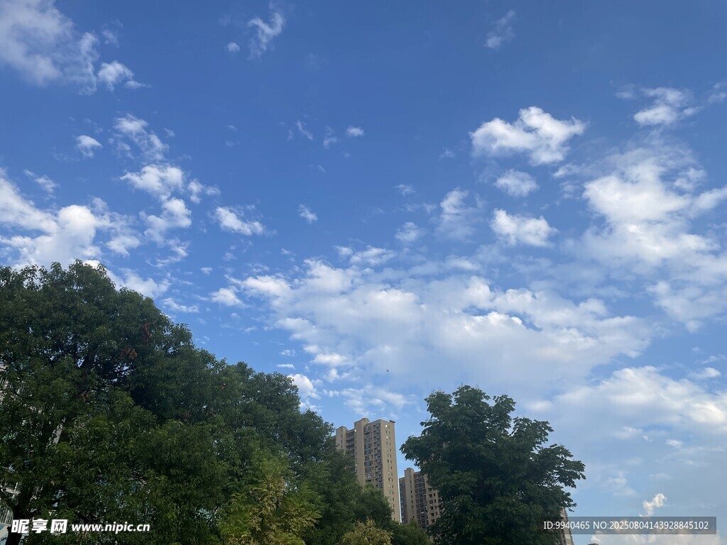 蓝天白云下的绿树高楼