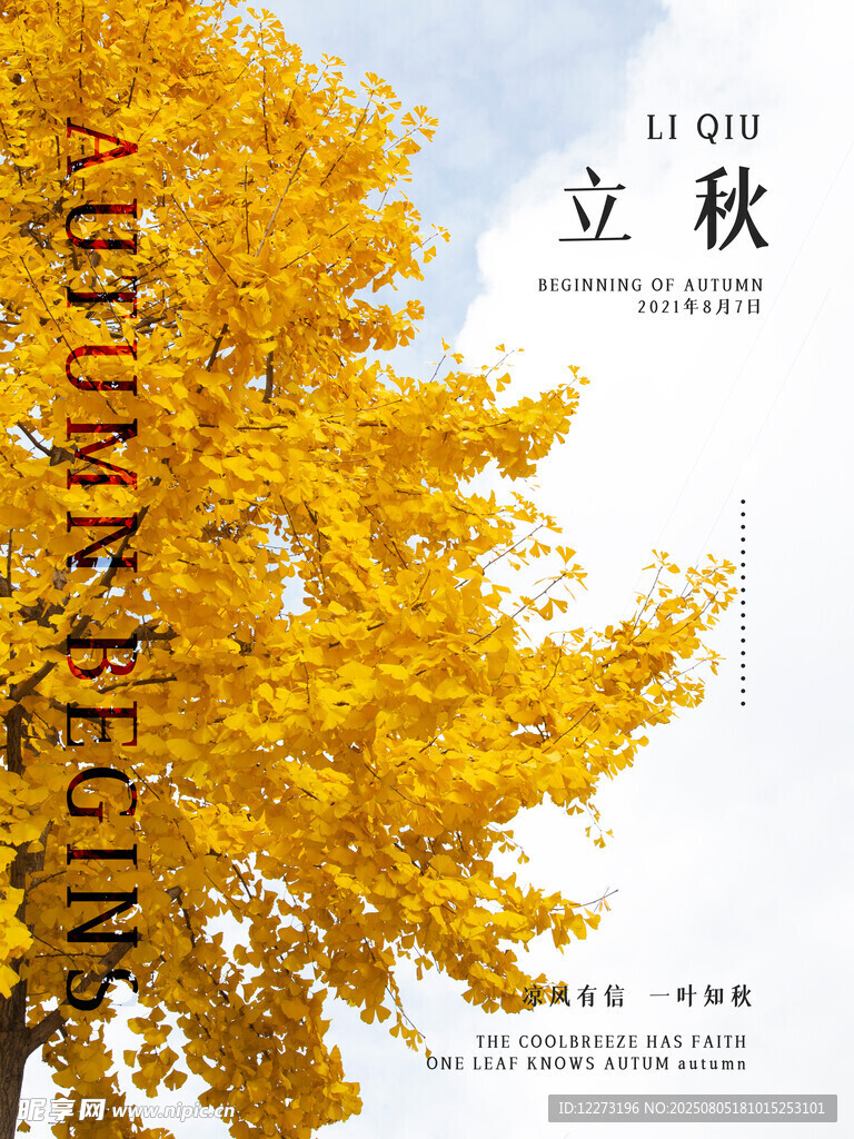 立秋时节金黄银杏美景
