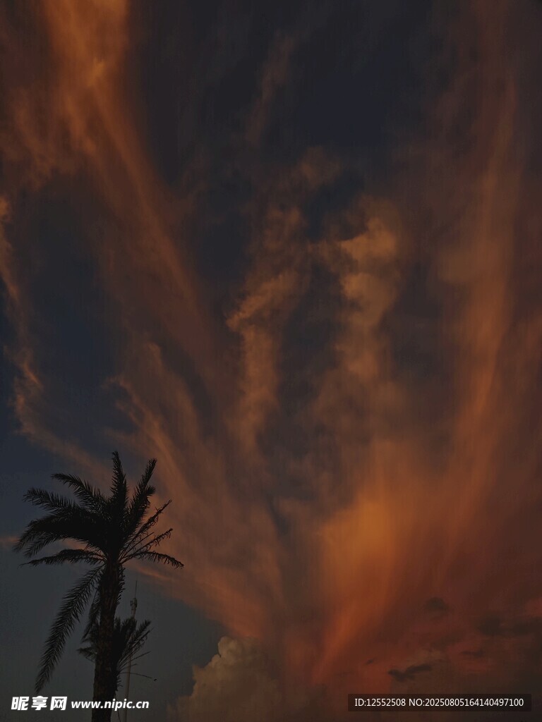 夕阳下的棕榈树与绚丽云彩