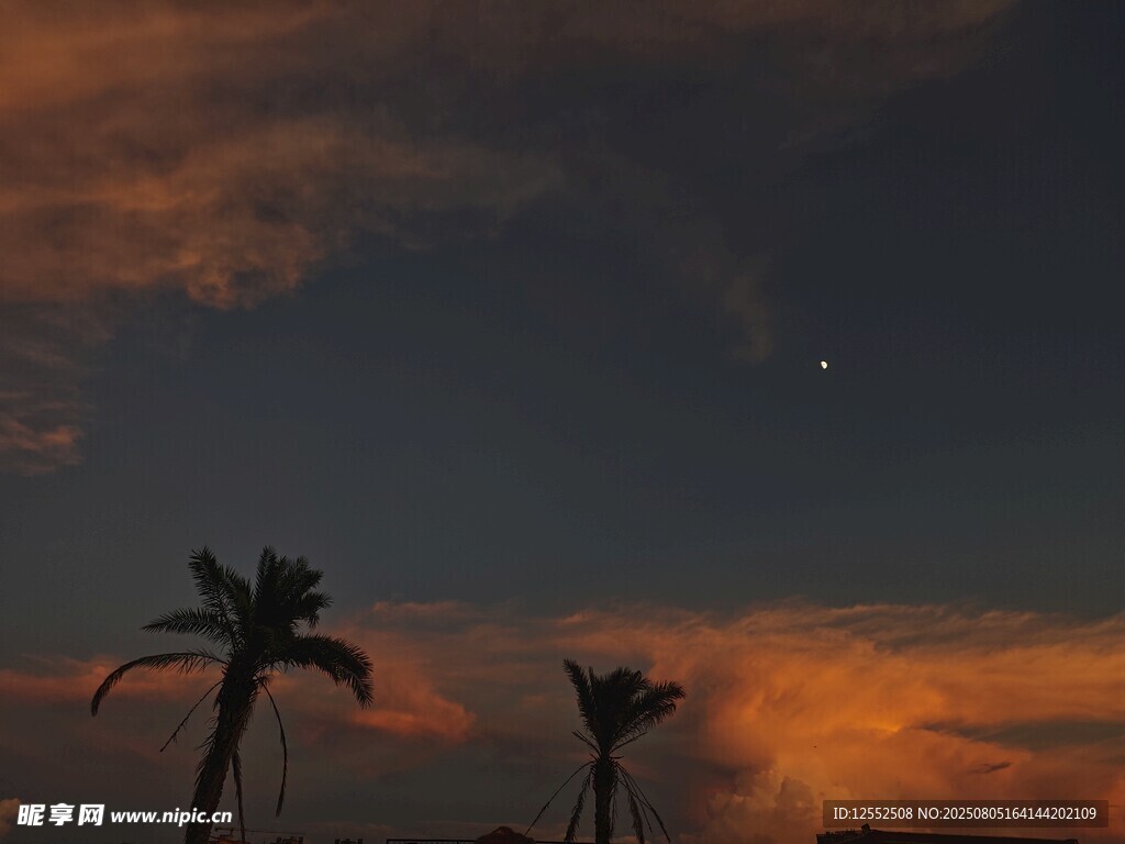 夕阳下的棕榈树剪影