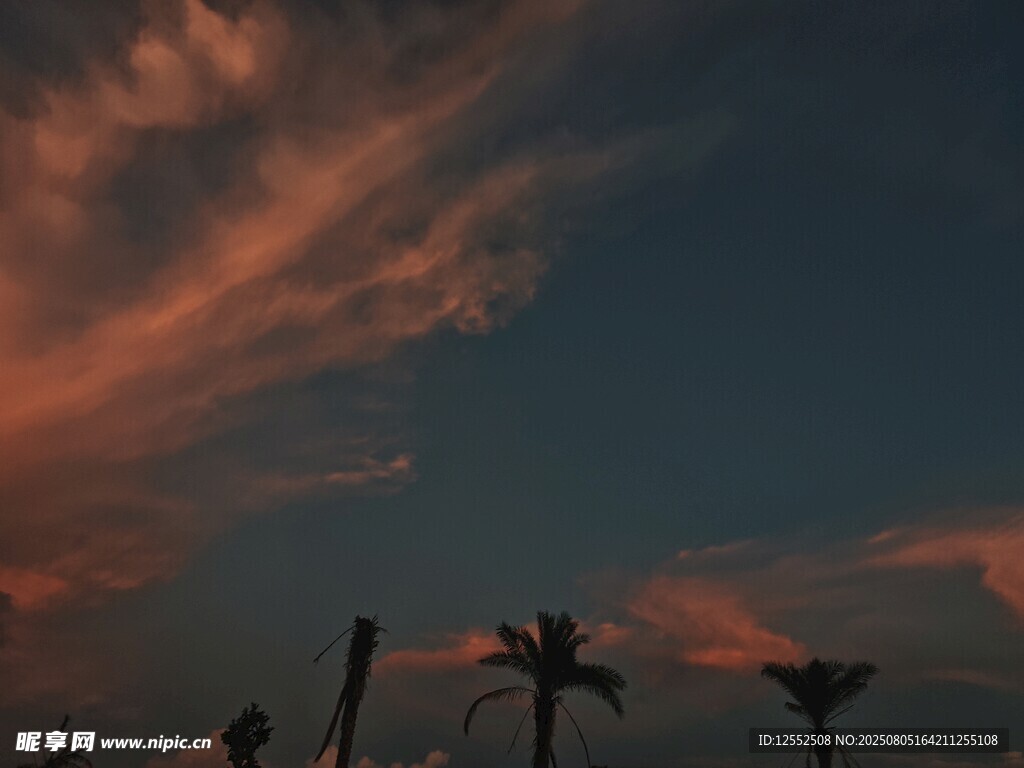 夕阳下的棕榈树剪影