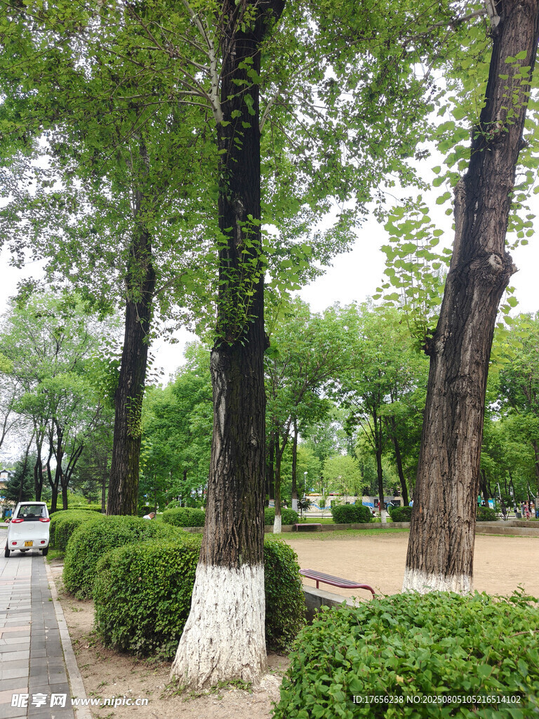 林荫小道的静谧景致