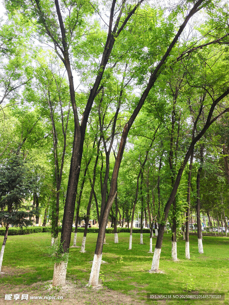 夏日林荫公园美景