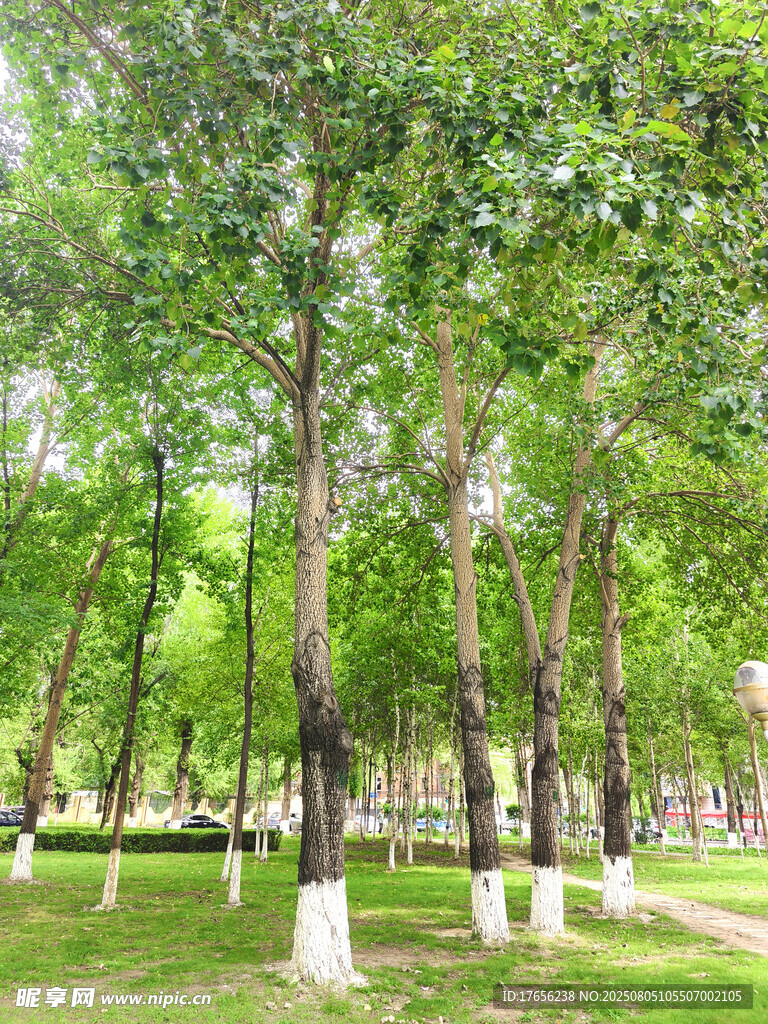 夏日林荫公园清新景致