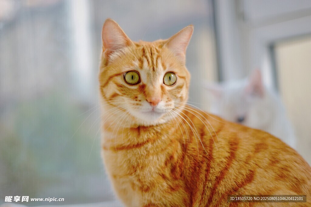 可爱橘猫睁大眼睛望向前方