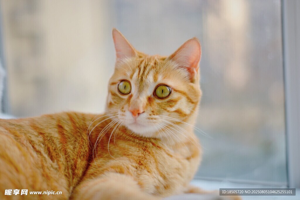 窗边橘猫惬意模样