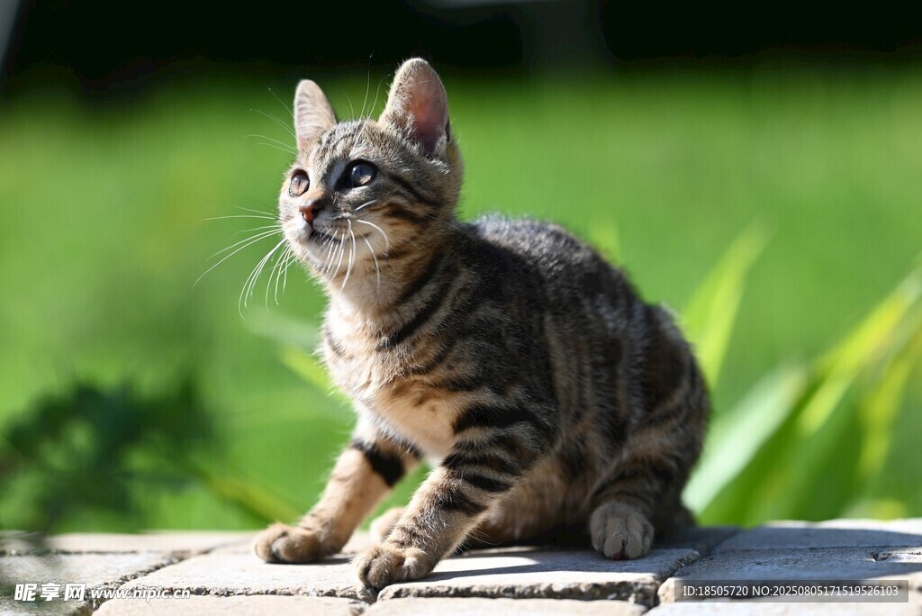 可爱狸花猫户外专注模样